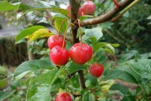 Photo of Acerola: [cultivo, Irrigação, cuidado, Pragas e Doenças]