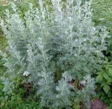 Photo of Wormwood: [cultivo, Irrigação, cuidado, Pragas e Doenças]