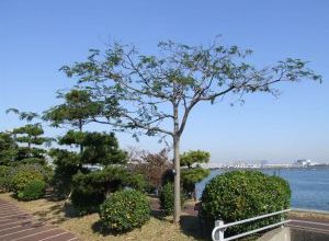 Photo of Albizia julibrissin: [Colheita, Irrigação, Associações, Pragas e Doenças]