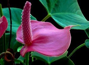 Photo of Anthurium: [cultivo, Irrigação, cuidado, Pragas e Doenças]