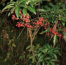 Photo of Ardisia: [cultivo, Irrigação, cuidado, Pragas e Doenças]