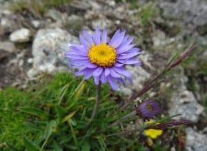 Photo of Aster: [cultivo, Irrigação, cuidado, Pragas e Doenças]