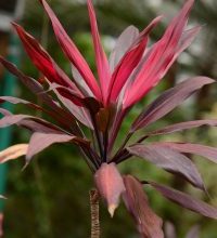 Photo of Banderillas: [cultivo, Irrigação, cuidado, Pragas e Doenças]