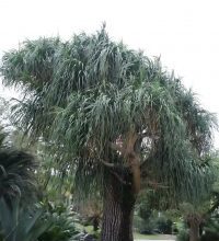 Photo of Beaucarnea: [cultivo, Irrigação, cuidado, Pragas e Doenças]