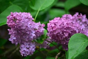 Photo of Buddleia: [Colheita, Irrigação, cuidado, Pragas e Doenças]