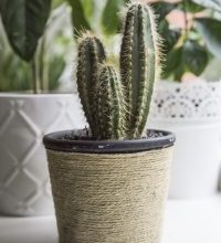 Photo of Prune cactus hum [importância, Tempo, Ferramentas, Considerações e Passos]