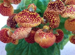 Photo of Calceolaria: [cultivo, Irrigação, cuidado, Pragas e Doenças]