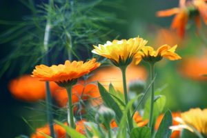 Photo of Calendula: [cultivo, Irrigação, cuidado, Pragas e Doenças]