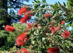 Photo of Callistemon Citrinus: [Características, Cultura, Cuidado, Pragas e Doenças]