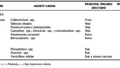 Photo of Doenças e Pragas atacam que Oliveira? [Tratamentos]