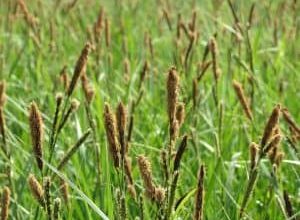 Photo of Carex: [Colheita, Associações, Pragas e Doenças]