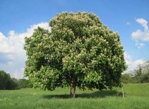 Photo of Castanha da Índia: [Colheita, Associações, Pragas e Doenças]