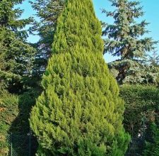 Photo of Chamaecyparis lawsoniana: [cultivo, cuidado, Pragas e Doenças]