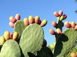 Photo of espinhosas peras: [cultivo, Irrigação, cuidado, Pragas e Doenças]