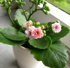 Photo of Prune Kalanchoe: [SIGNIFICADO, Tempo, Ferramentas, Considerações e Passos]