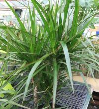 Photo of Irrigação Dracena marginata: [Necessidades, frequência e Procedimento]