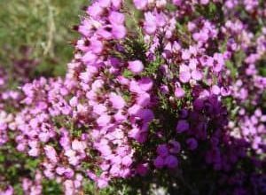 Photo of Erica Australis: [Cuidado, Semeadura, Irrigação, substrato e Pragas]