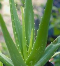 Photo of Aloe Vera Doenças [Características, tipos, detecção e Tratamento]