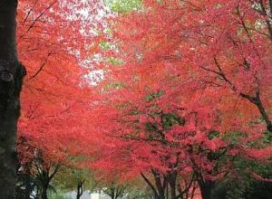 Photo of bordo Vermelho: [Colheita, Associações, Pragas e Doenças]