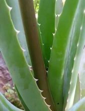 Photo of Aloe Vera Stakes: [Conceito, Estação, enraizamento e semeadura]