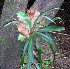 Photo of Elkhorn: [cultivo, Irrigação, cuidado, Pragas e Doenças]