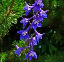 Photo of Delphinium: [Colheita, Associações, Pragas e Doenças]