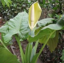 Photo of Alocasias: [cultivo, Irrigação, cuidado, Pragas e Doenças]