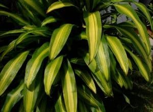 Photo of Dracaena Massangeana: [cultivo, cuidado, Pragas e Doenças]