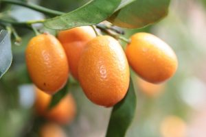 Photo of Kumquat Stakes: [Enxerto, Estação, enraizamento e Semeadura]