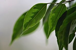 Photo of Irrigação de Ficus benjamina: [Necessidades, frequência e Procedimento]