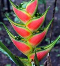 Photo of Helliconia: [colheita Irrigação, Associações, Pragas e Doenças]