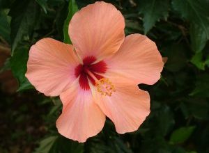 Photo of Prune Hibiscus: [SIGNIFICADO, Tempo, Ferramentas, Considerações e Passos]