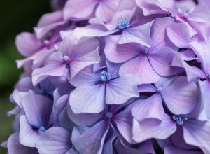 Photo of Hortênsias Poda: [importância, tempo, Ferramentas, Considerações e Passos]