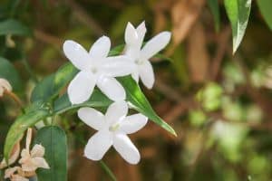 Photo of Jasminum officinale: [cuidados de colheita, você Pragas e Doenças]