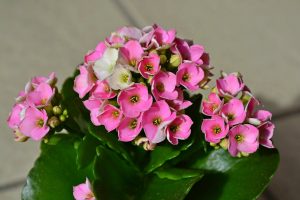 Photo of Irrigação Kalanchoe: [Necessidades, frequência e Procedimento]