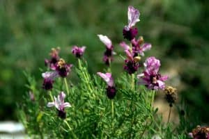 Photo of Você Diferenças entre Lavender and Lavender: o São?