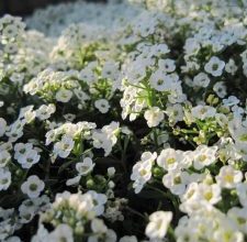 Photo of Lobularia Marítimo: [Crop Care, Pragas e Doenças]