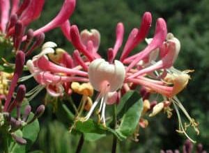 Photo of Lonicera implexa: [Colheita, Irrigação, Associações, Pragas e Doenças]