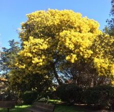 Photo of Árvore Mimosa: [Colheita, Irrigação, Associações, Pragas e Doenças]