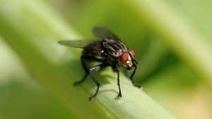 Photo of Palha Fly: [Detecção, os passos a seguir e Produtos usado para Serem]