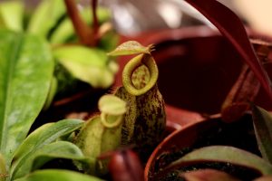 Photo of Nepenthes estacas: [Enxerto, Estação, enraizamento e Semeadura]