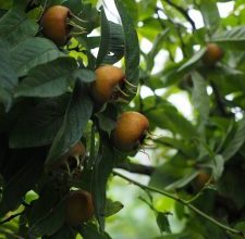 Photo of Podar Loquats: [SIGNIFICADO, Tempo, Ferramentas, Considerações e Passos]