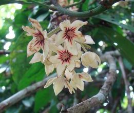 Photo of Cola Nut: [Cola, Irrigação, Associações, Pragas e Doenças]