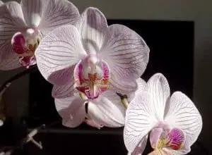 Photo of Phalaenopsis: [Colheita, Irrigação, Associações, Pragas e Doenças]