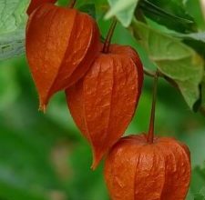 Photo of Physalis: [cultivo, cuidado, Pragas e Doenças]