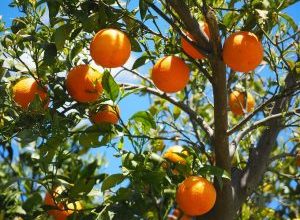 Photo of Ameixa Citrus: [SIGNIFICADO, Tempo, Ferramentas, Considerações e Passos]