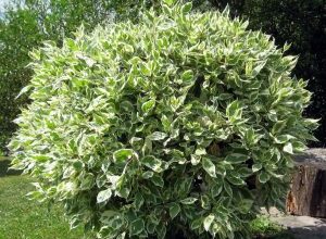 Photo of Ficus benjamina Prune [Importância Tempo, Ferramentas, Considerações e Passos]