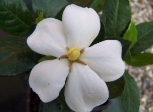 Photo of Prune Gardenias: [SIGNIFICADO, Tempo, Ferramentas, Considerações e Passos]