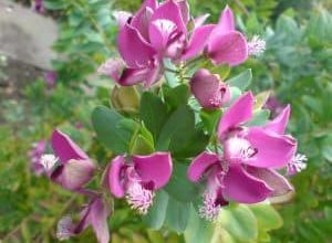 Photo of Polygala myrtifolia: [Colheita, Irrigação, Associações, Pragas e Doenças]