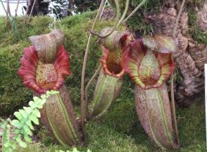 Photo of Nepenthes: [cultivo, Irrigação, cuidado, Pragas e Doenças]